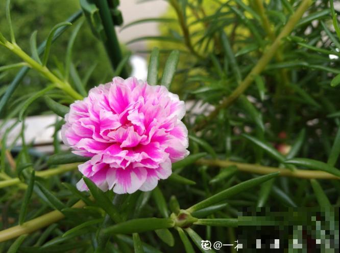 死不了的太阳花，夏天能把盆撑破，20多个品种你都没见过！