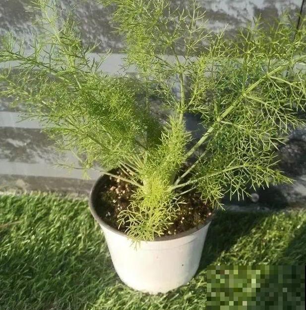 夏天最受欢迎的5种花,新奇有趣,天热长得快! 夏天最受欢迎的5种花,新奇有趣,天热长得快!