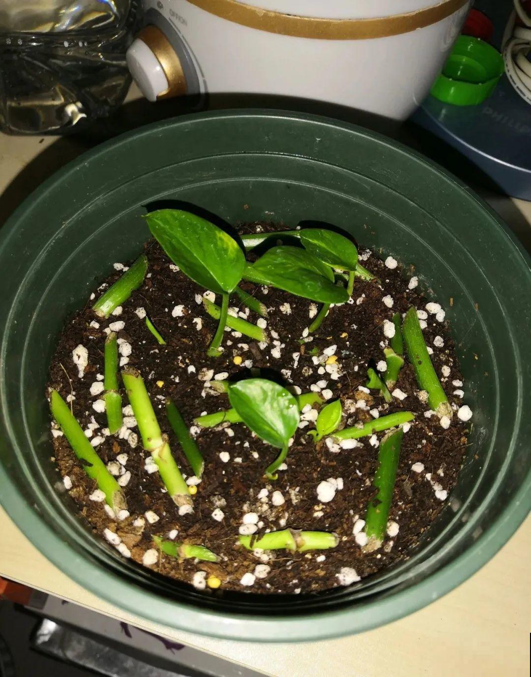 1根绳子扯一下，枝条冒出20个芽，一不小心拉断了！