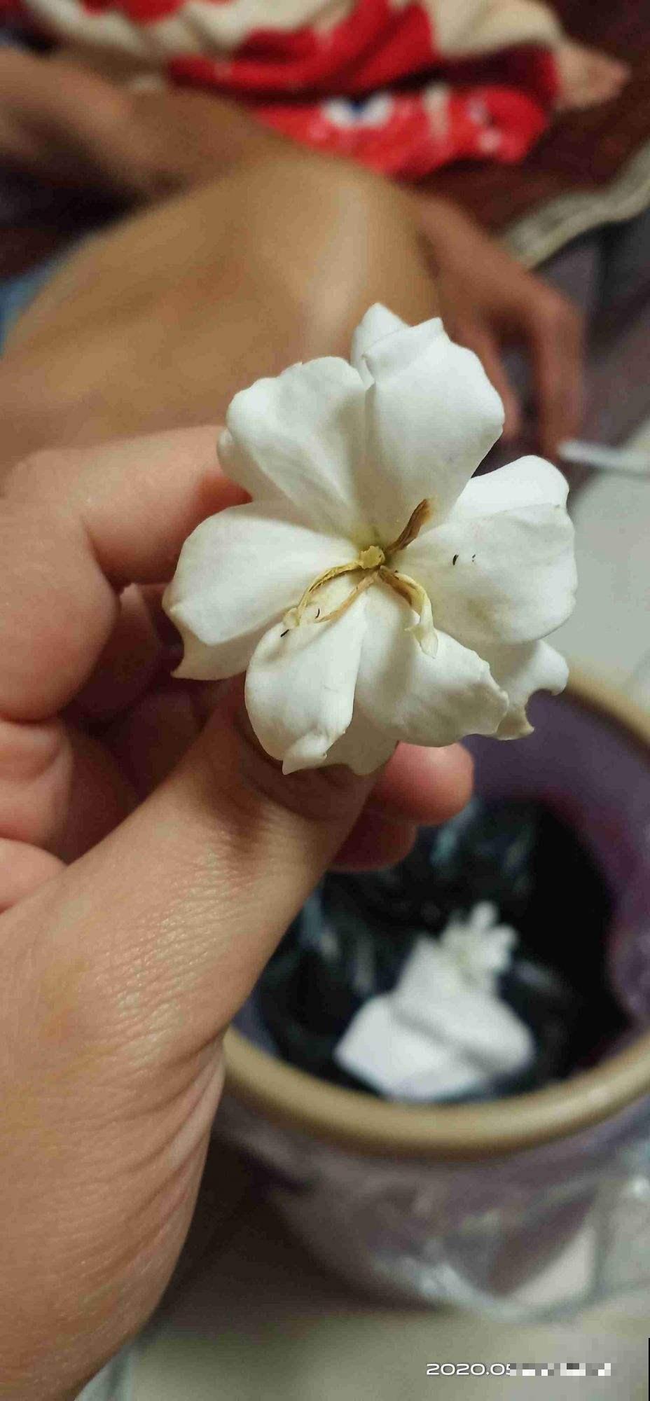 想让栀子花越开越大，有些方法要学会，否则越开越没劲！