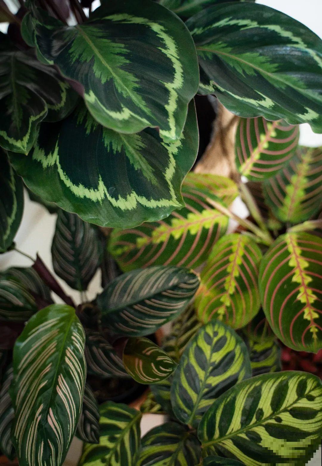 特干净的10种花,天热养一盆,家里特凉快! 特干净的10种花,天热养一盆,家里特凉快!