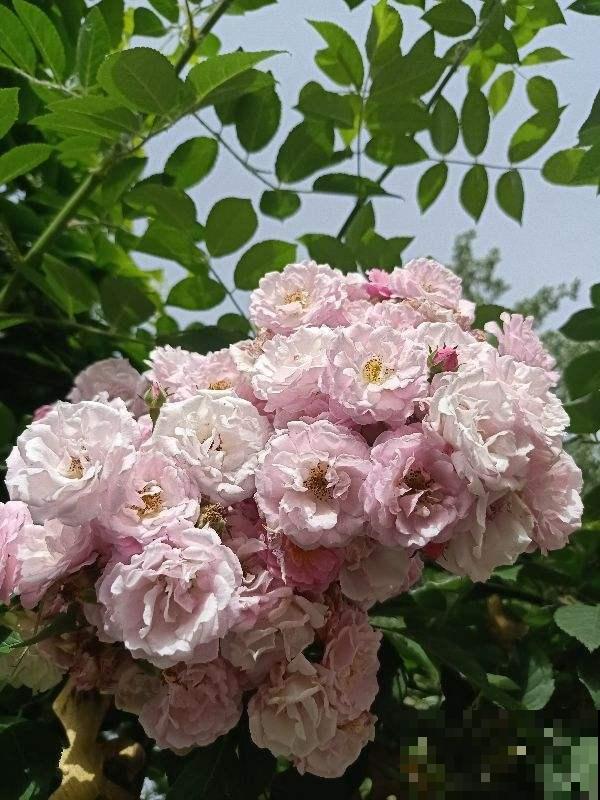 花也爱喝感冒颗粒，溶化后喂花喝掉，就像打了鸡血一般！
