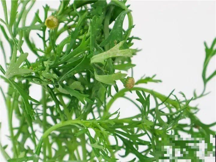 公认的“开花机器”，一盆能开上千朵，剪一茬开一茬！