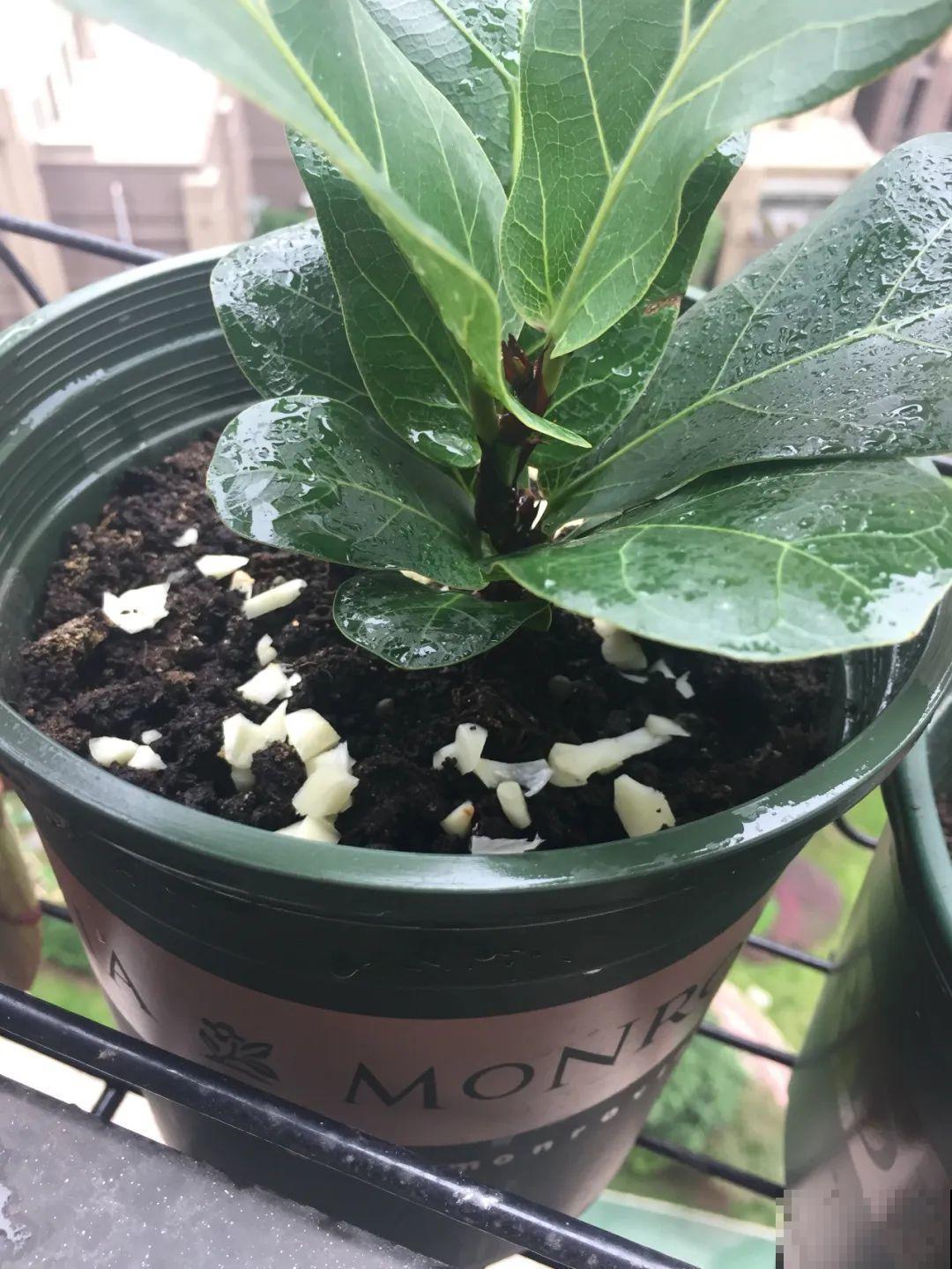 花盆里冒了小蘑菇,太吓人,赶紧丢了! 花盆里冒了小蘑菇,太吓人,赶紧丢了!