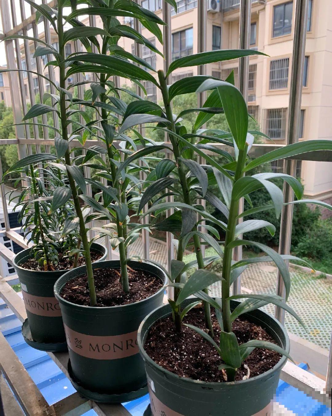 20种花,夏天这么浇水,长得快、开花多! 20种花,夏天这么浇水,长得快、开花多!