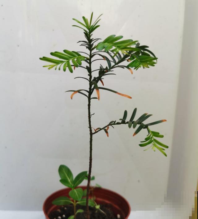 偷花贼太可恶，家门口的花，两个人都抬不动，结果连夜被端走！