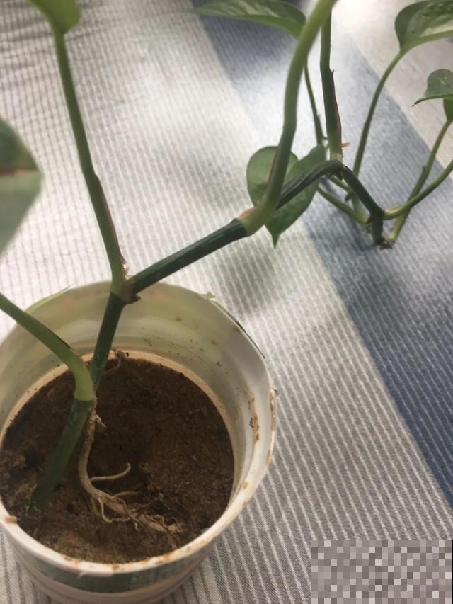 花长了“长胡须”,压土里一埋,10天就生根,特简单! 花长了“长胡须”,压土里一埋,10天就生根,特简单!