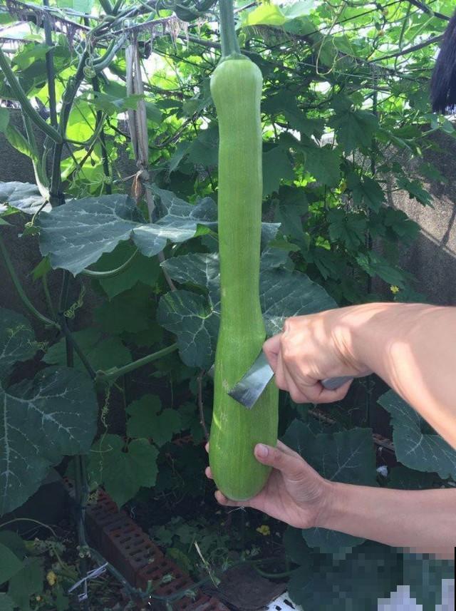 砍瓜真有趣,拦腰砍一刀,5天后重新长出新瓜 砍瓜真有趣,拦腰砍一刀,5天后重新长出新瓜