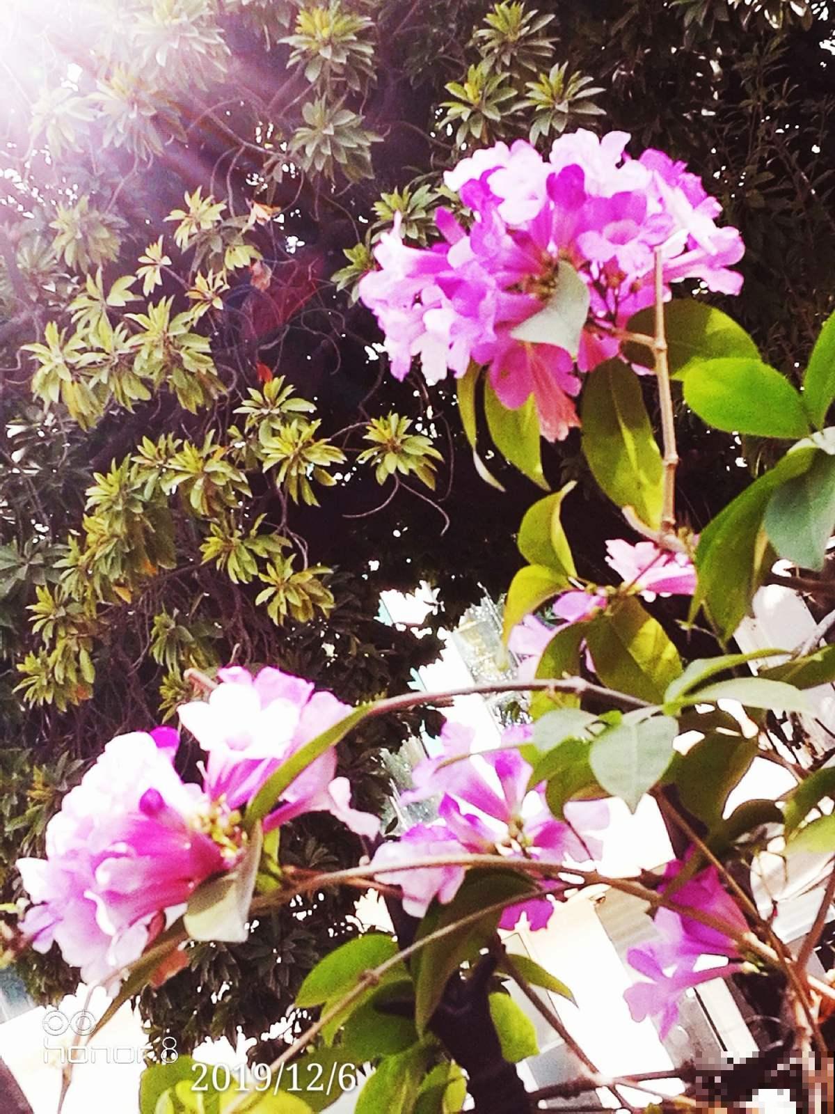 院子里养棵蒜香藤,香味独特,开花好看,谁见都喜欢 院子里养棵蒜香藤,香味独特,开花好看,谁见都喜欢