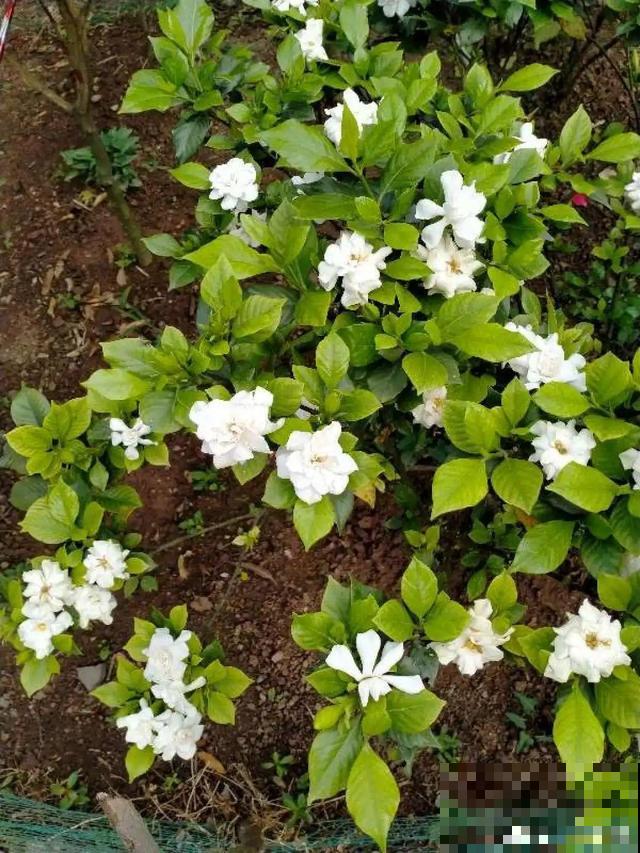 路边养6种花,香味能传3里地,香掉你的鼻子! 路边养6种花,香味能传3里地,香掉你的鼻子!