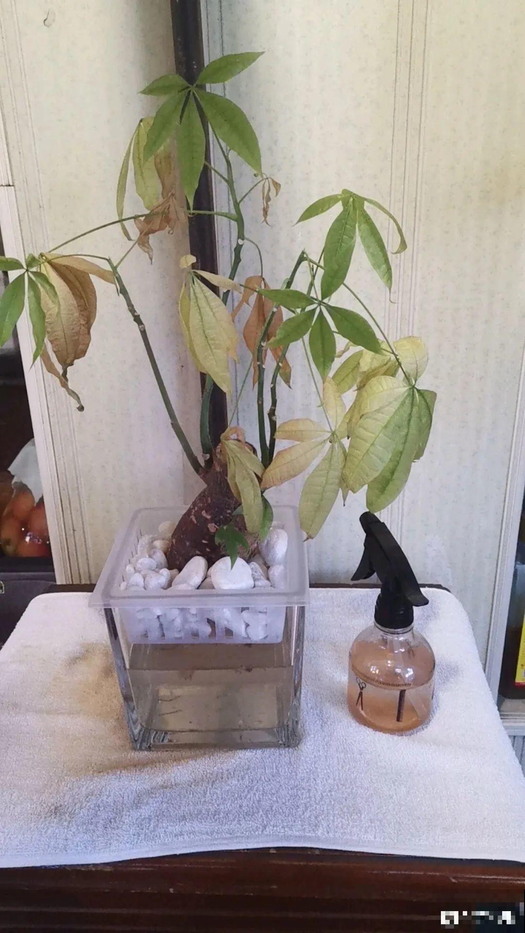 夏天养花,这个地方千万别摆,否则3天死翘翘! 夏天养花,这个地方千万别摆,否则3天死翘翘!