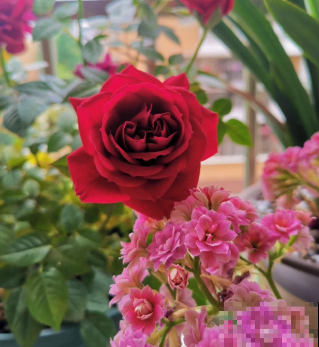 偷花贼太可恶，家门口的花，两个人都抬不动，结果连夜被端走！