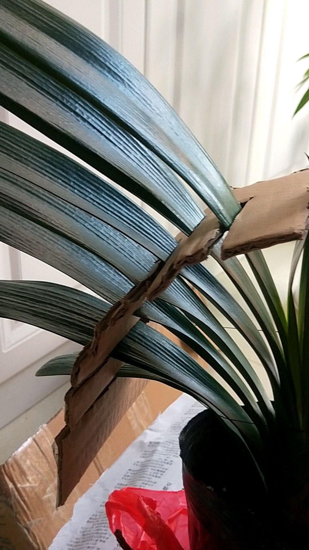 君子兰夹箭不开花,找根棉签擦一下,花箭立马钻出来! 君子兰夹箭不开花,找根棉签擦一下,花箭立马钻出来!