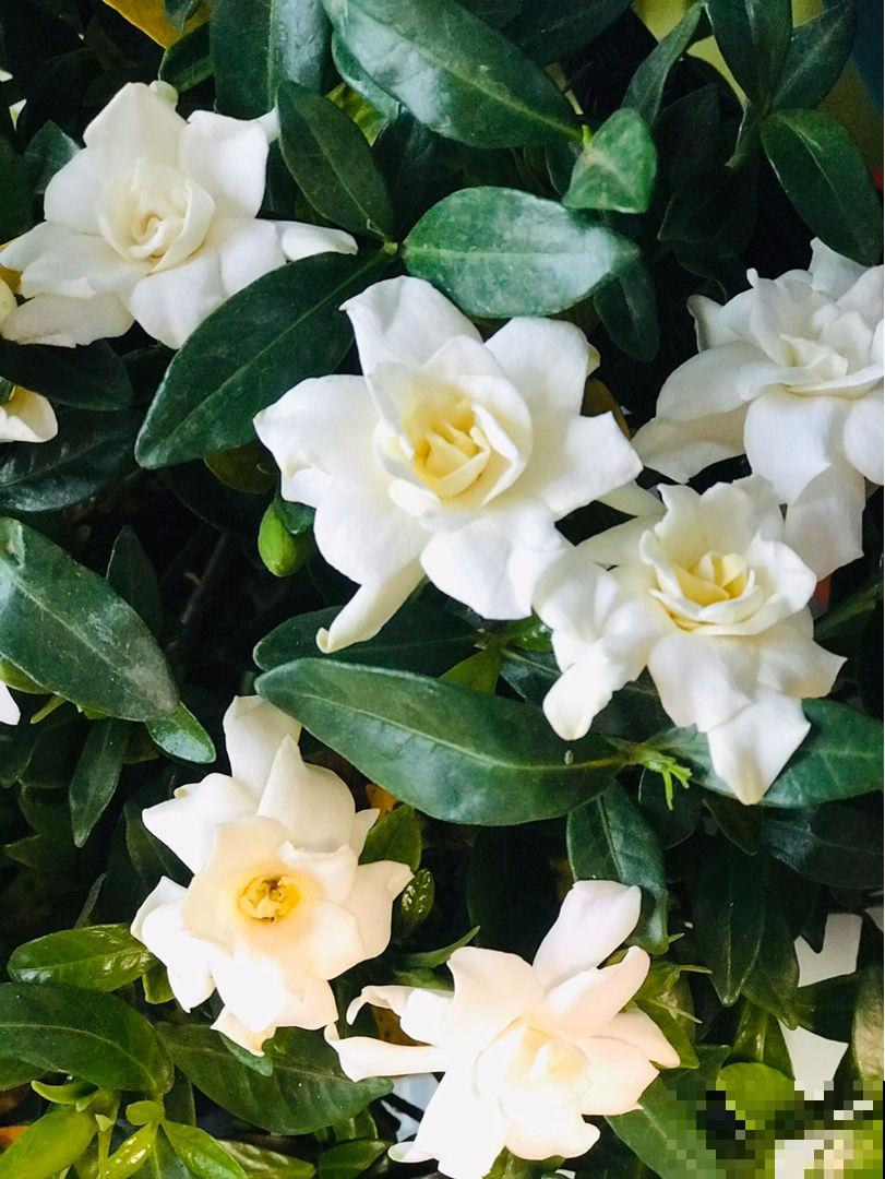 农村常见的花,摘下来还能做菜吃,味道比鸡肉还鲜美 农村常见的花,摘下来还能做菜吃,味道比鸡肉还鲜美