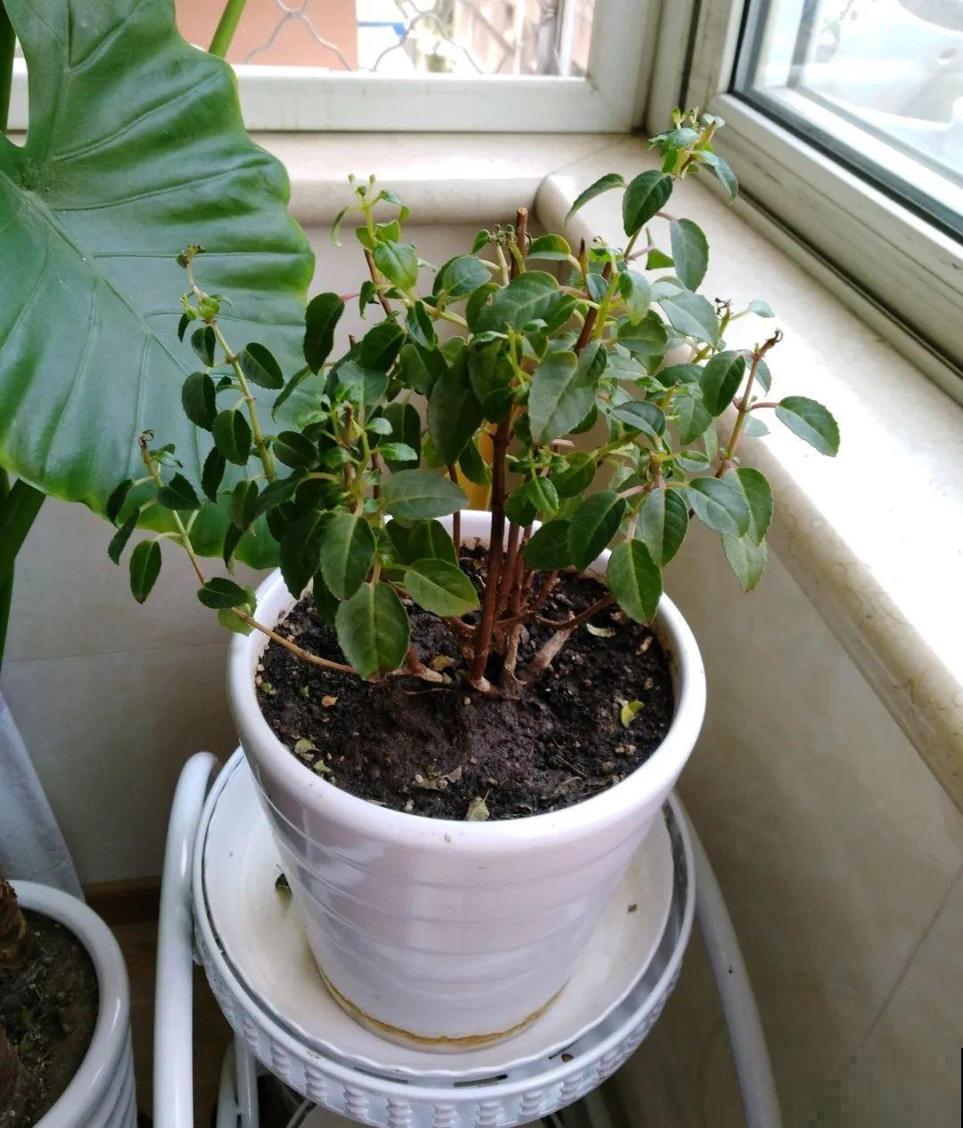 8种花，5月要赶紧修剪，剪完了还能窜新芽