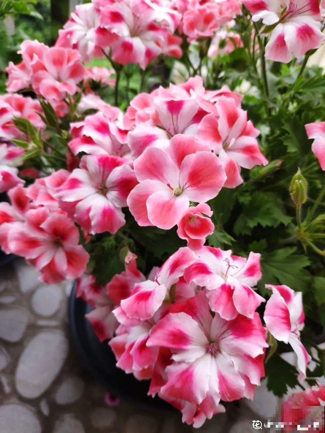 家里养这20种花,呼呼开花,花多得看不见叶 家里养这20种花,呼呼开花,花多得看不见叶