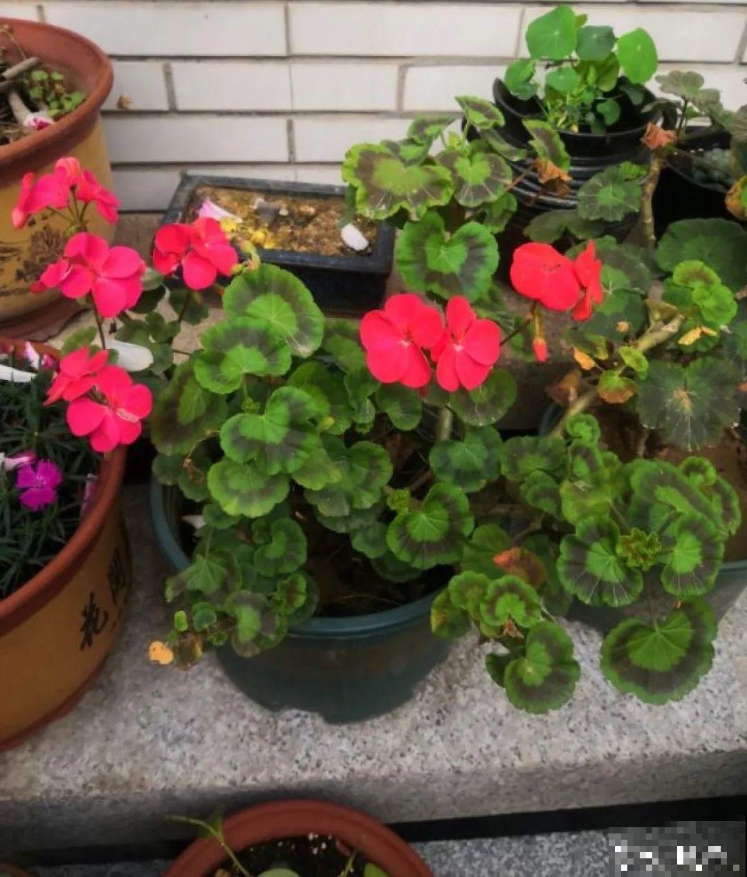 8种花，5月要赶紧修剪，剪完了还能窜新芽