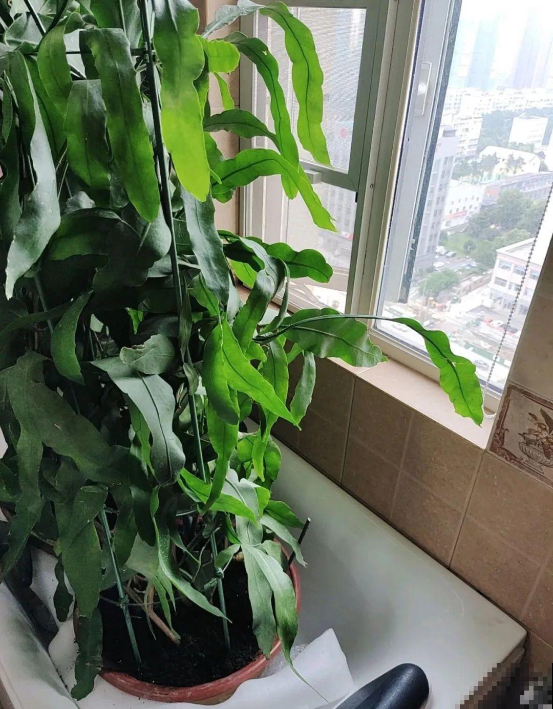 叶子唰啦全剪了，竟然冒出满盆花苞，神奇！