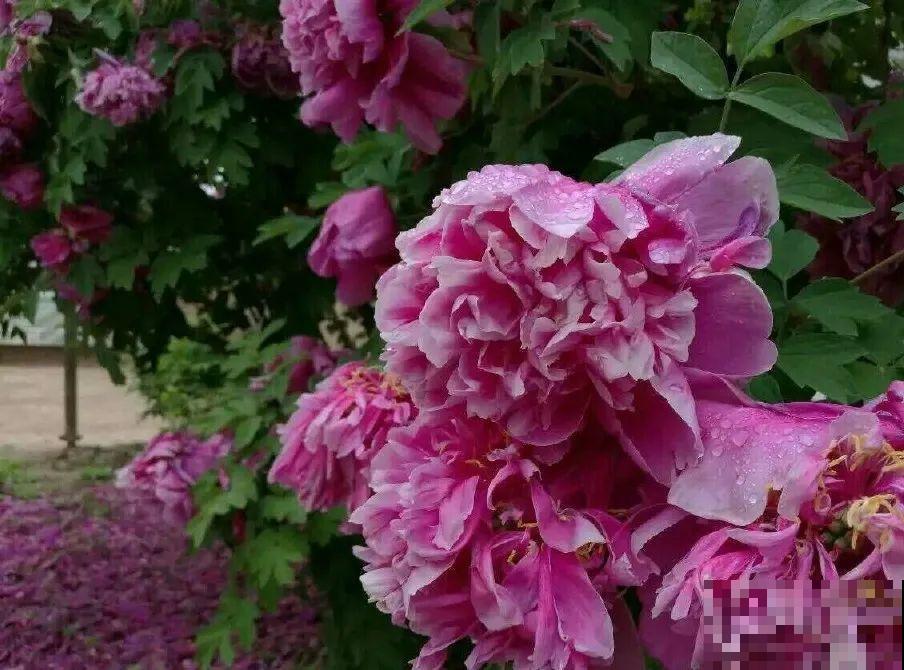 门口养棵大花树,风吹就开花,20年变成传家宝! 门口养棵大花树,风吹就开花,20年变成传家宝!