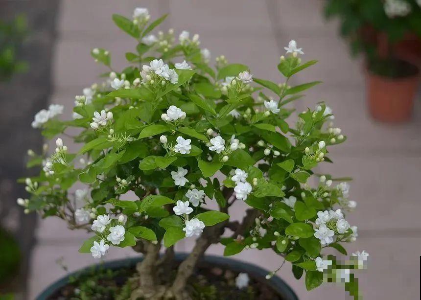 家里这些花适合用小盆，少浇水、控一控，2年就能变老桩！