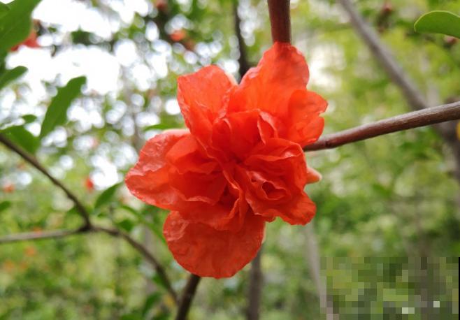 家里种一棵石榴树,开花红红火火,寓意特别好! 家里种一棵石榴树,开花红红火火,寓意特别好!