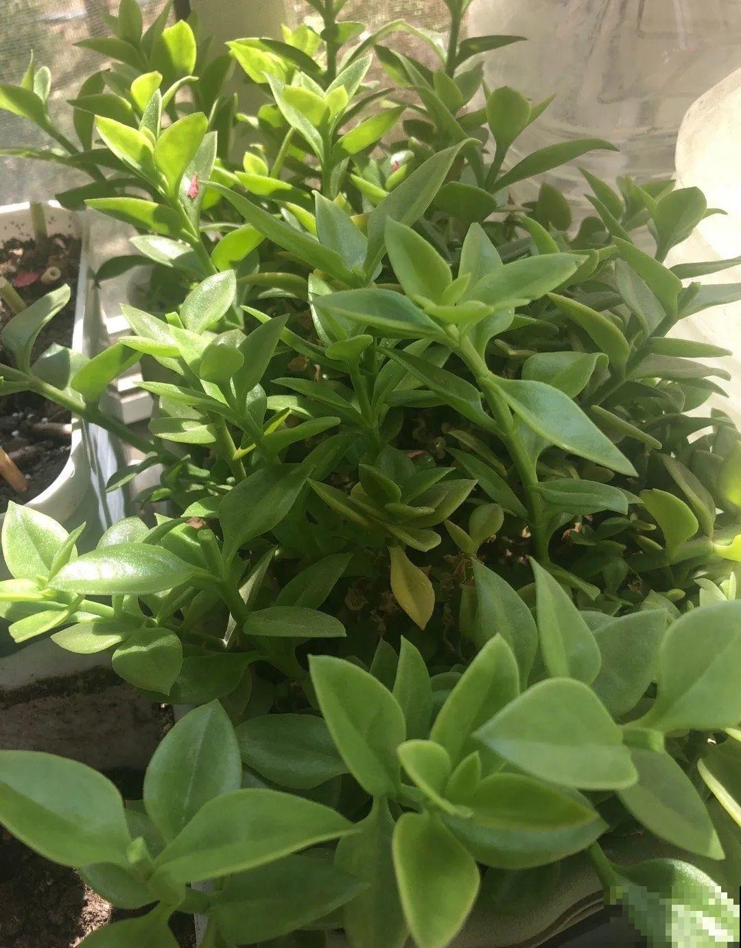 最好吃的5种花,长一茬吃一茬,都快薅秃了! 最好吃的5种花,长一茬吃一茬,都快薅秃了!