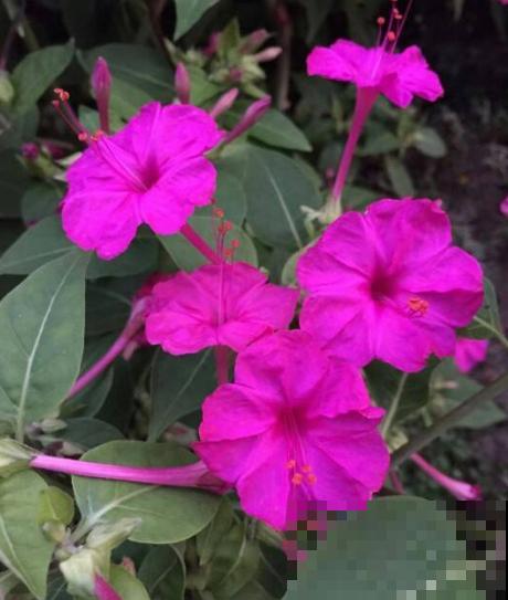 这几种花“爱睡觉”,一朵花只能开一天,早上开了晚上睡! 这几种花“爱睡觉”,一朵花只能开一天,早上开了晚上睡!