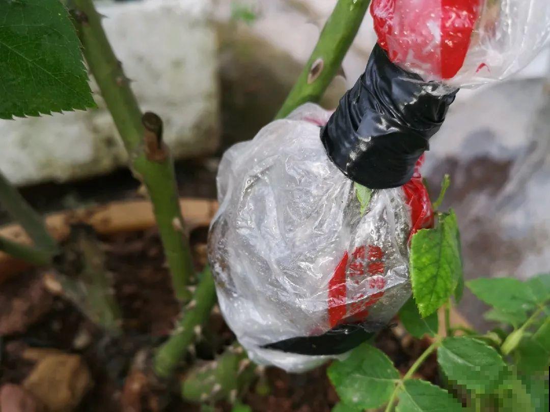这花不用扦插，枝条往下一拉，1盆变20盆！
