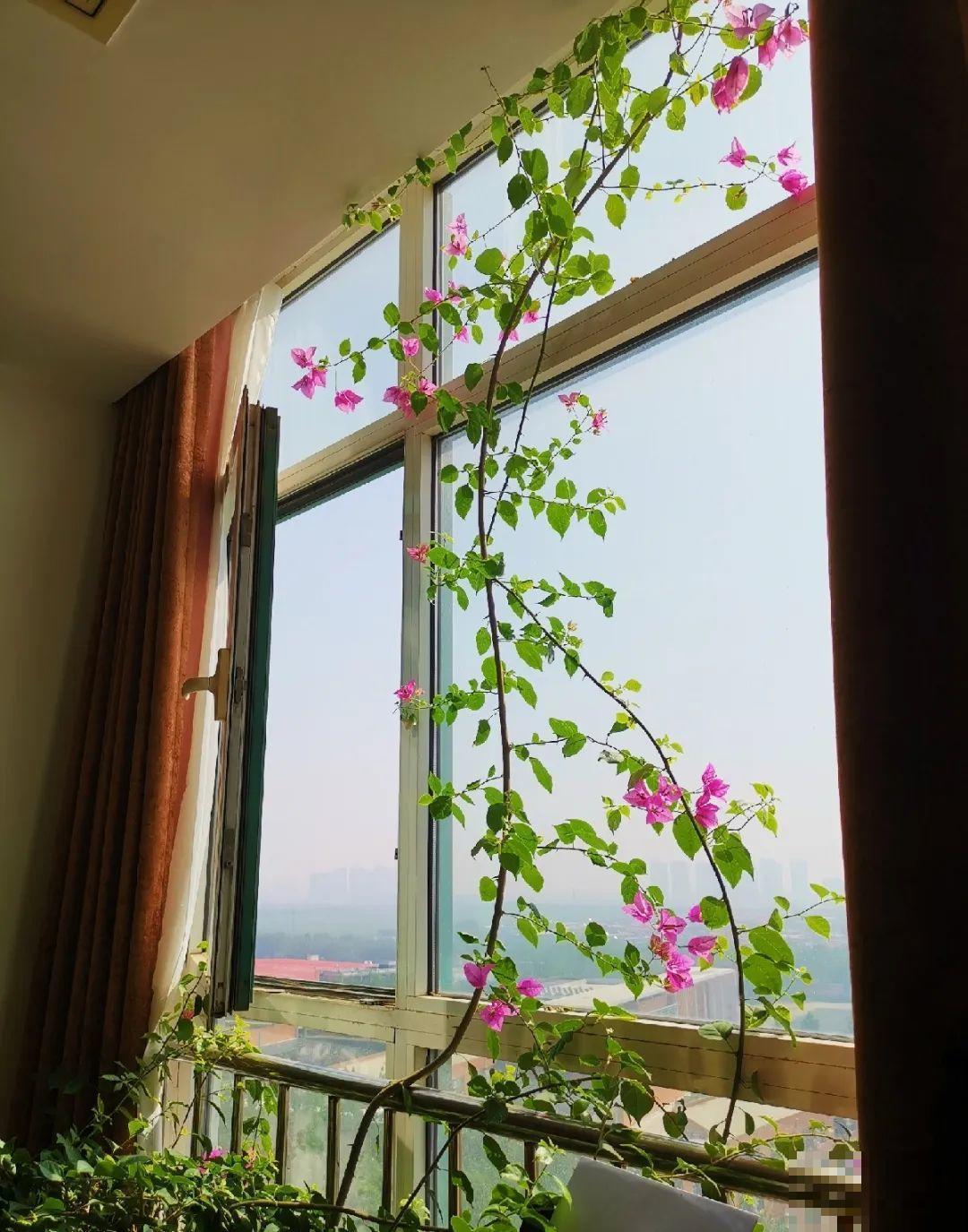 家里养这花，开成了花帘子，邻居都有眼福了！