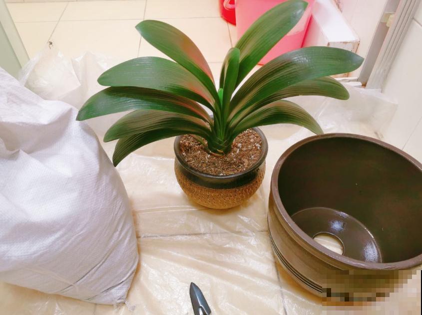 夏天养君子兰,这2件事不要做,不然状态会越来越差! 夏天养君子兰,这2件事不要做,不然状态会越来越差!