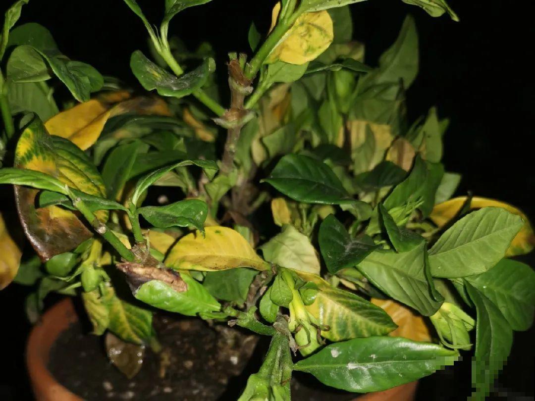 修剪时间到了，有这花赶紧剪，剪完很快又开花！