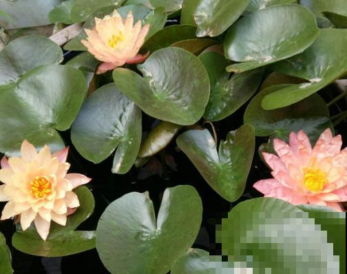 这几种花“爱睡觉”,一朵花只能开一天,早上开了晚上睡! 这几种花“爱睡觉”,一朵花只能开一天,早上开了晚上睡!