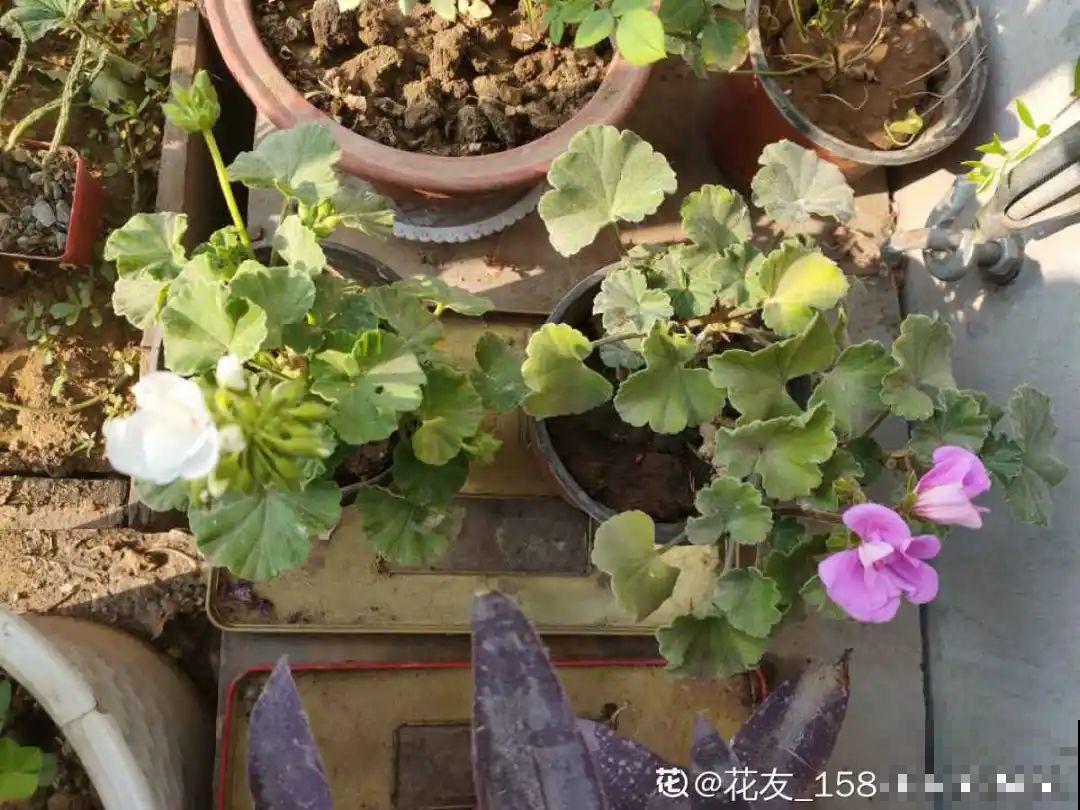 20种花,夏天要休眠,一浇水就死! 20种花,夏天要休眠,一浇水就死!