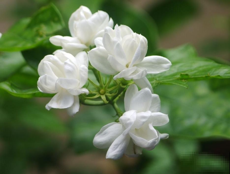 你喜欢什么花,就是什么性格的人,都进来看看吧! 你喜欢什么花,就是什么性格的人,都进来看看吧!