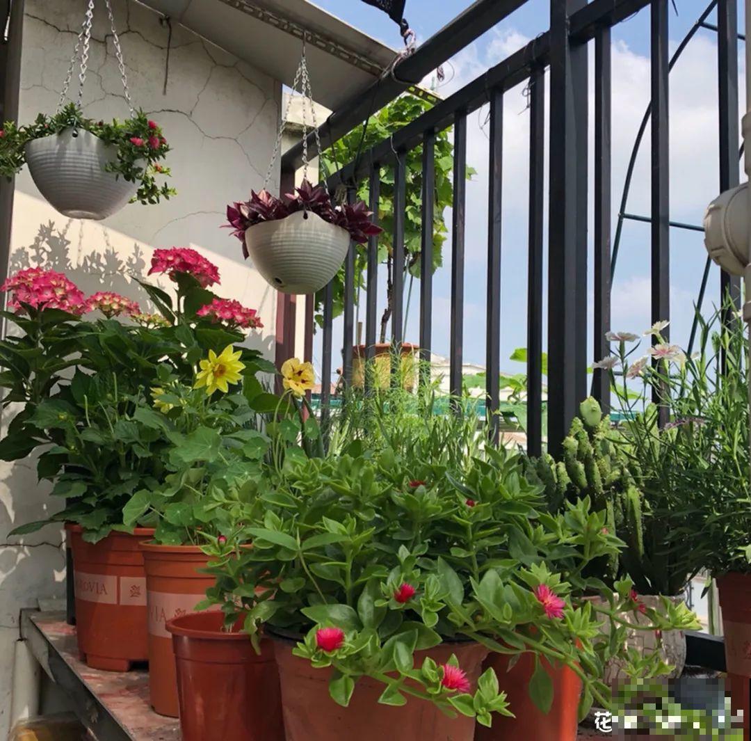 夏天养花,这个地方千万别摆,否则3天死翘翘! 夏天养花,这个地方千万别摆,否则3天死翘翘!