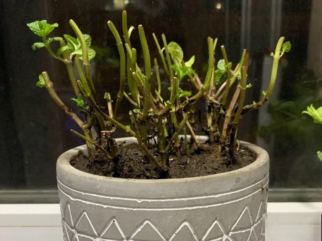 10种花最怕热,夏天养水里,才能活下来! 10种花最怕热,夏天养水里,才能活下来!