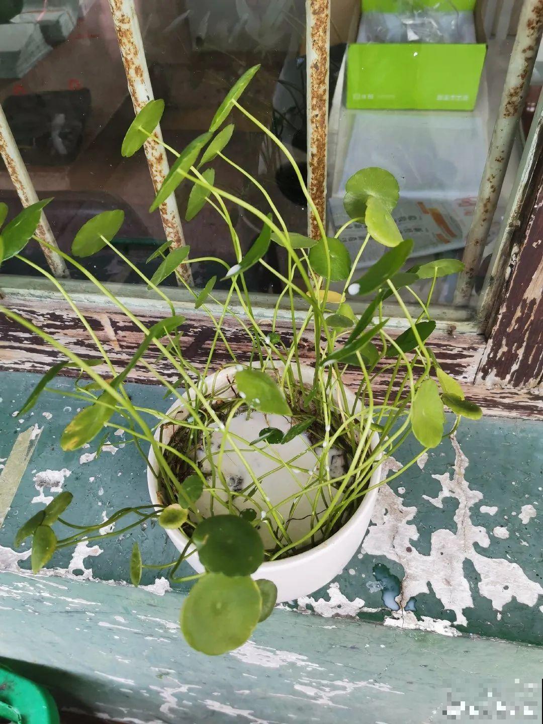 花盆里冒了小蘑菇,太吓人,赶紧丢了! 花盆里冒了小蘑菇,太吓人,赶紧丢了!