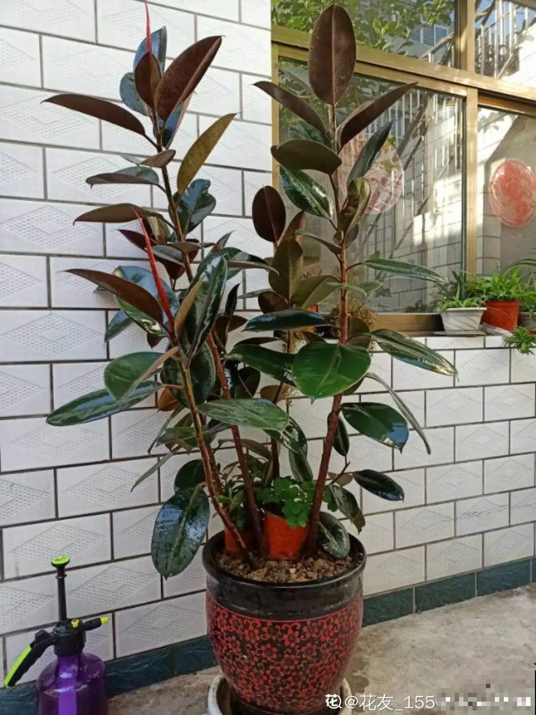 家里养这20种花,呼呼开花,花多得看不见叶 家里养这20种花,呼呼开花,花多得看不见叶