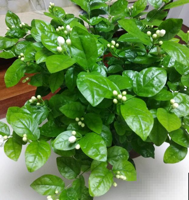 清香好闻的茉莉花,原来有这么多品种,长见识了! 清香好闻的茉莉花,原来有这么多品种,长见识了!