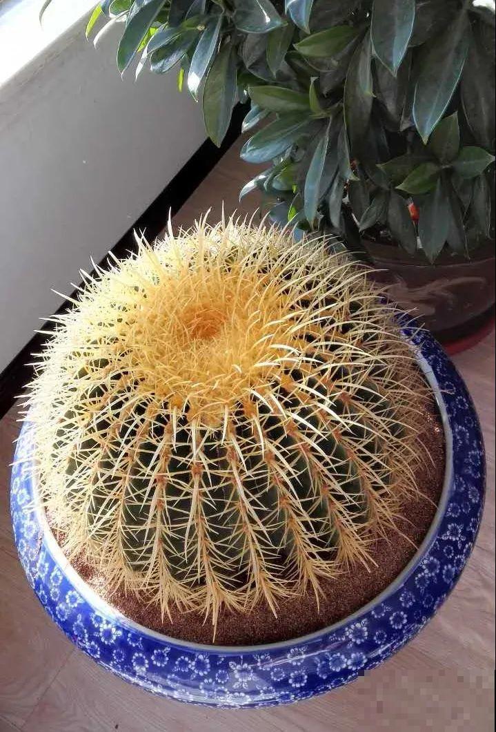 8种镇宅花,窗户边养一棵,霸气又镇宅 8种镇宅花,窗户边养一棵,霸气又镇宅