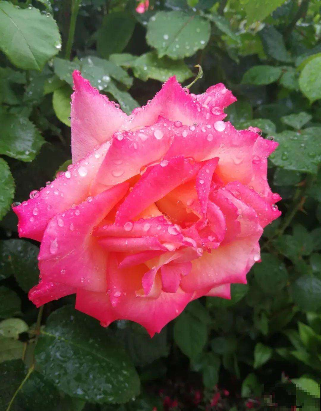 10种花爱淋雨，下雨扔外面，比白菜长的还快！