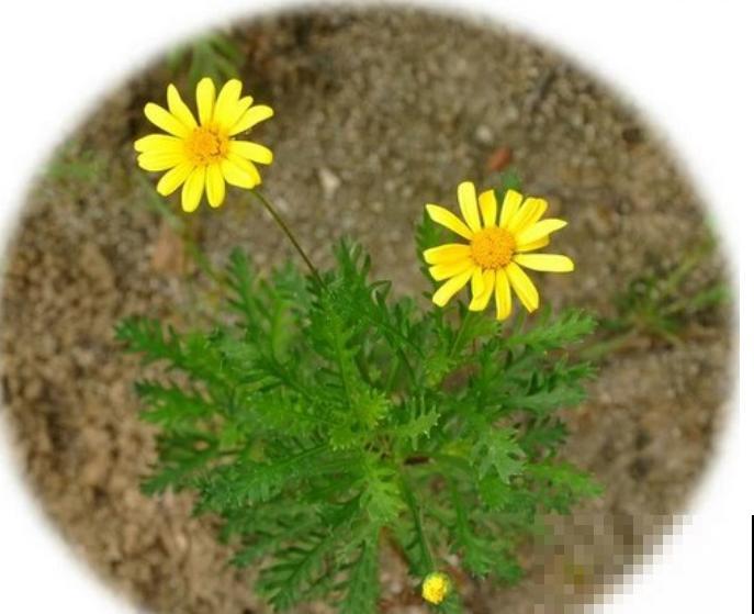 还买什么玛格丽特,种一把茼蒿菜,开花一模一样! 还买什么玛格丽特,种一把茼蒿菜,开花一模一样!