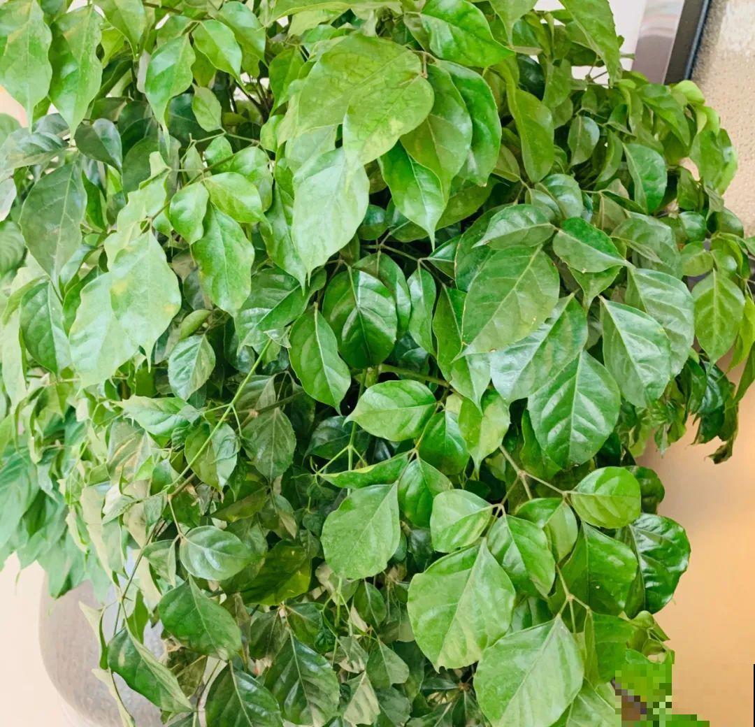 夏天养花,这3种事千万别做,否则黄叶又烂根! 夏天养花,这3种事千万别做,否则黄叶又烂根!