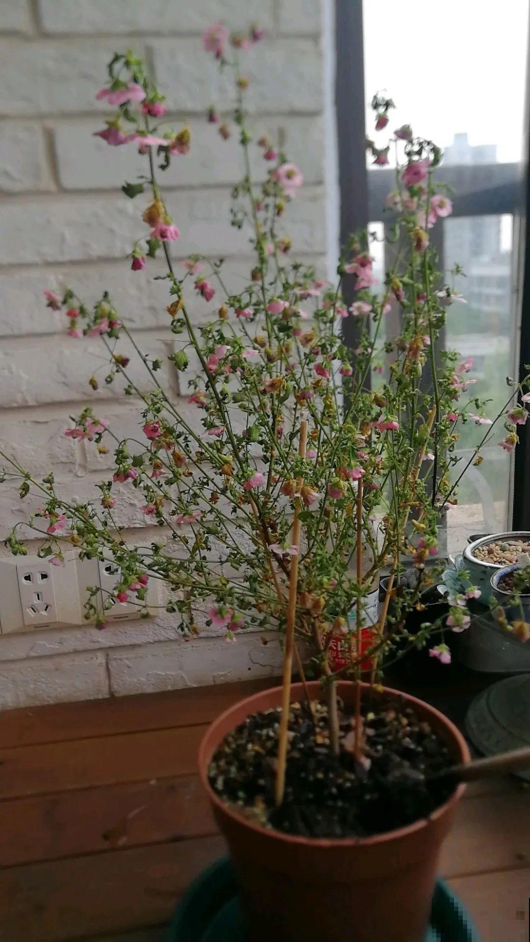 夏天花卉叶子哗哗掉,赶紧遮阴,不然掉成光杆司令 夏天花卉叶子哗哗掉,赶紧遮阴,不然掉成光杆司令