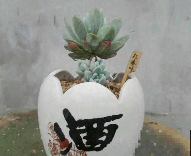 花盆买不起，自己动手做，好看又实用！