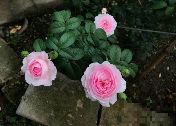 13种月季花，丰花勤花、花期超长，你能认出几种？