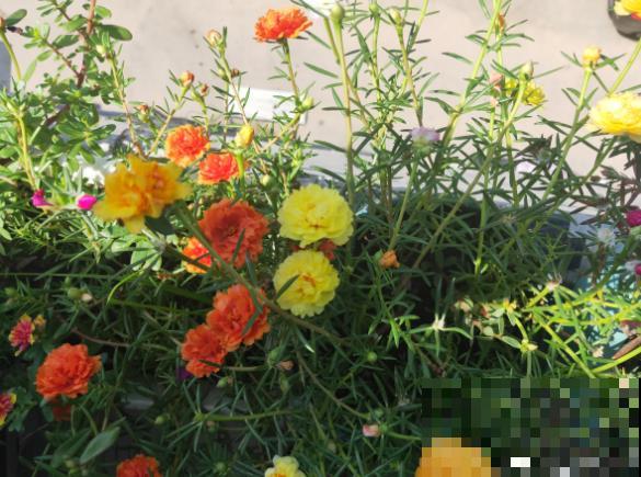 买花也要看季节，买错了，养不活还浪费钱！