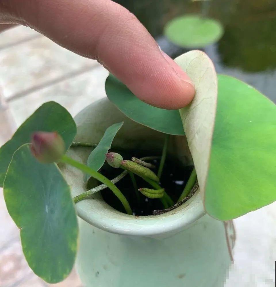 12种花，适合夹缝里养，不占地儿、开花最多！