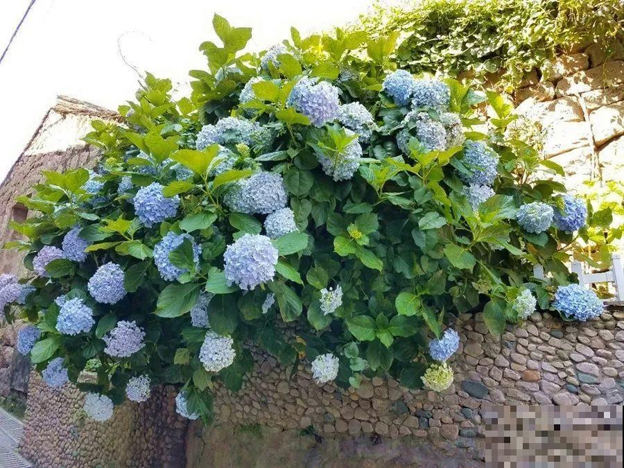 门口养棵大花树,风吹就开花,20年变成传家宝! 门口养棵大花树,风吹就开花,20年变成传家宝!