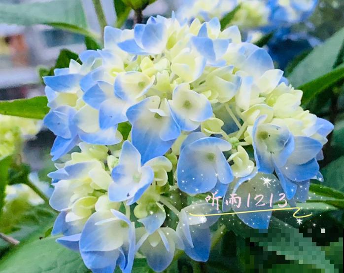 绣球品种那么多，别只知道无尽夏，20个新品种完胜无尽夏！